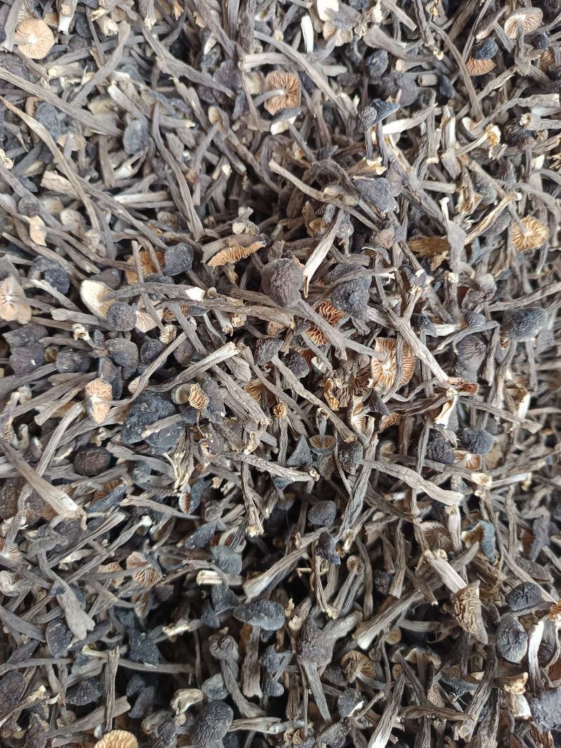 黑皮鸡枞，嫩鸡枞干货，实拍图，货图一致。