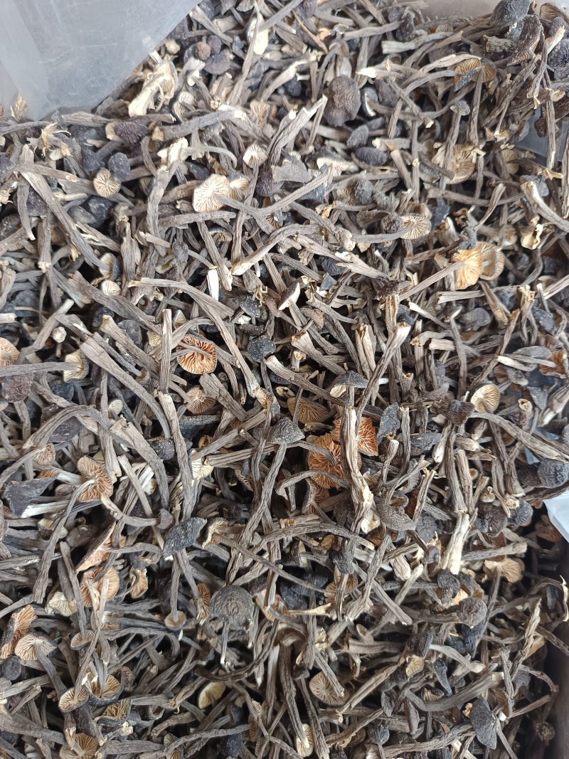 黑皮鸡枞，嫩鸡枞干货，实拍图，货图一致。