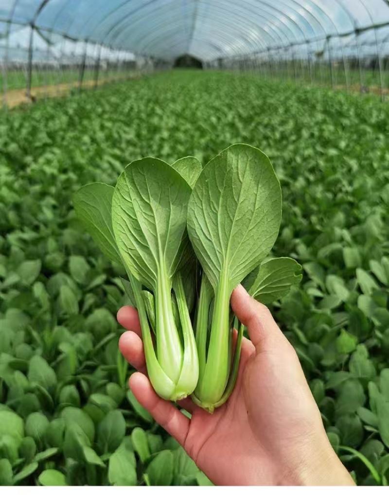北海道鸡毛菜种子抗病耐热耐雨水夏秋两季均可播种