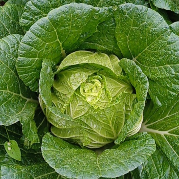 高山精品蔬菜