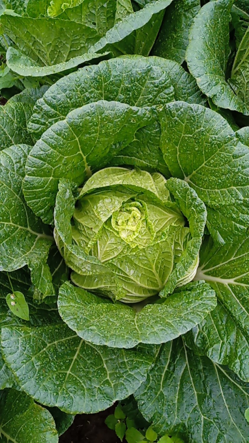 高山精品蔬菜