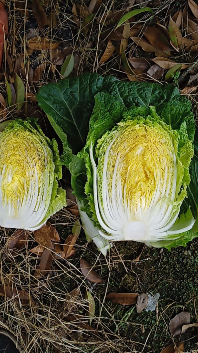 高山精品蔬菜