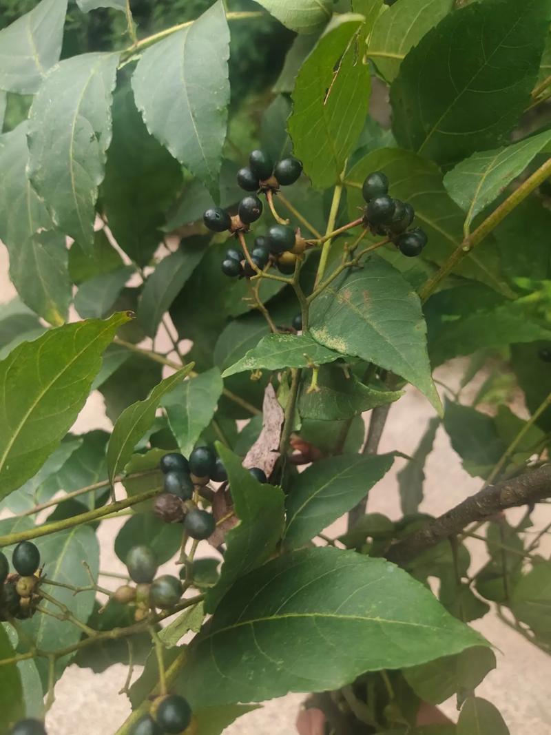 药材苦木种子四季播种中药材种籽籽苦木种子药材树种子