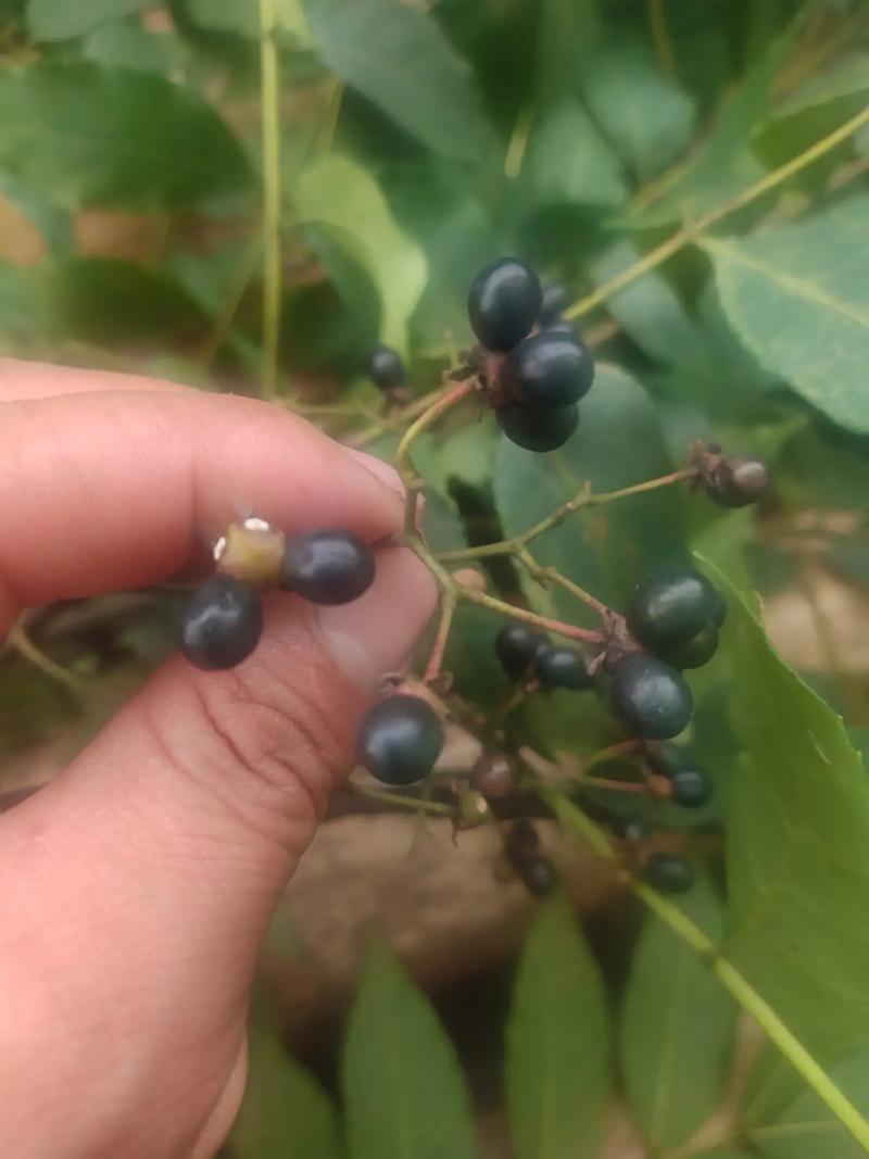 药材苦木种子四季播种中药材种籽籽苦木种子药材树种子