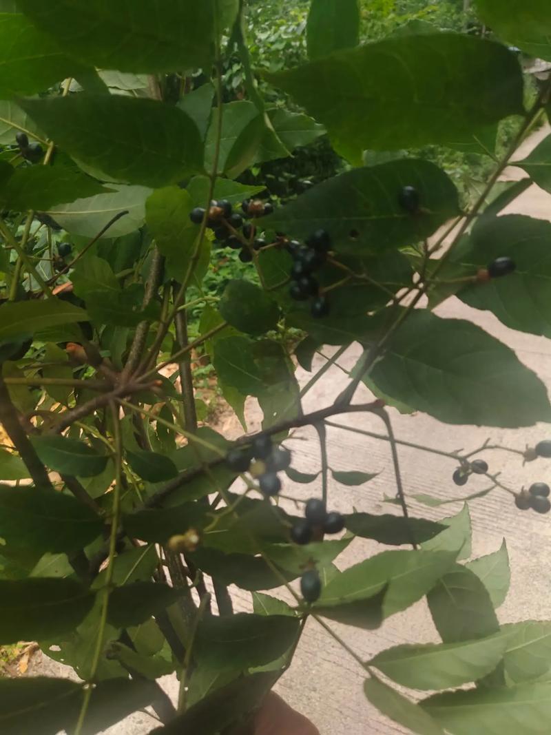 药材苦木种子四季播种中药材种籽籽苦木种子药材树种子