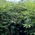 药材苦木种子四季播种中药材种籽籽苦木种子药材树种子
