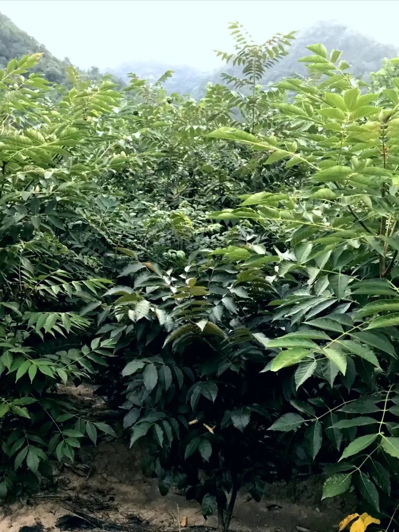药材苦木种子四季播种中药材种籽籽苦木种子药材树种子