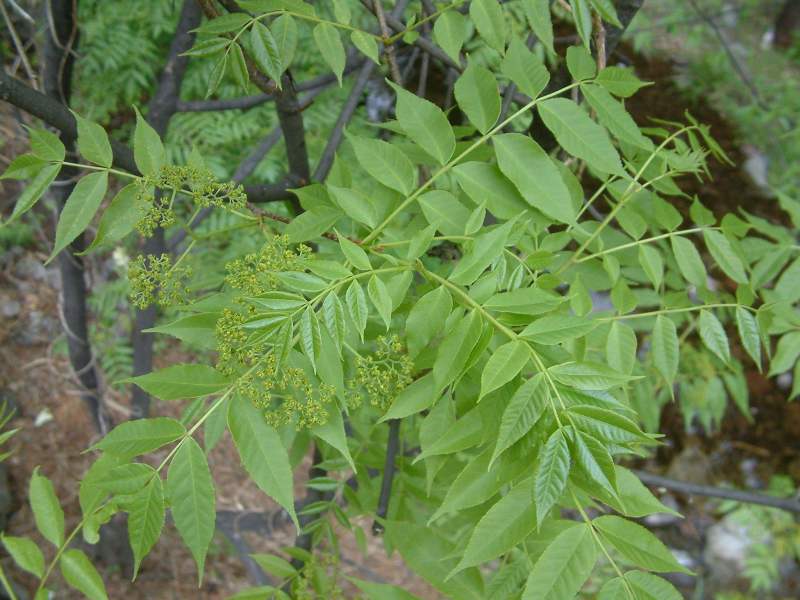 药材苦木种子四季播种中药材种籽籽苦木种子药材树种子
