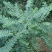 药材苦木种子四季播种中药材种籽籽苦木种子药材树种子