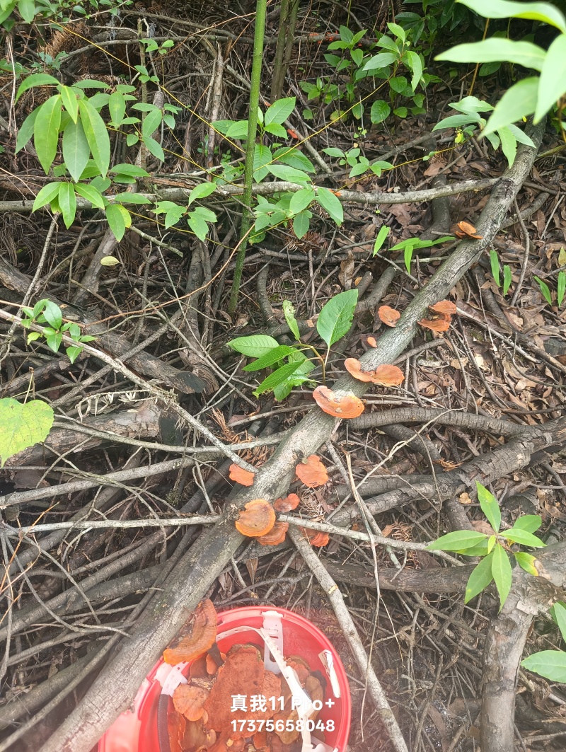 云玉芝
