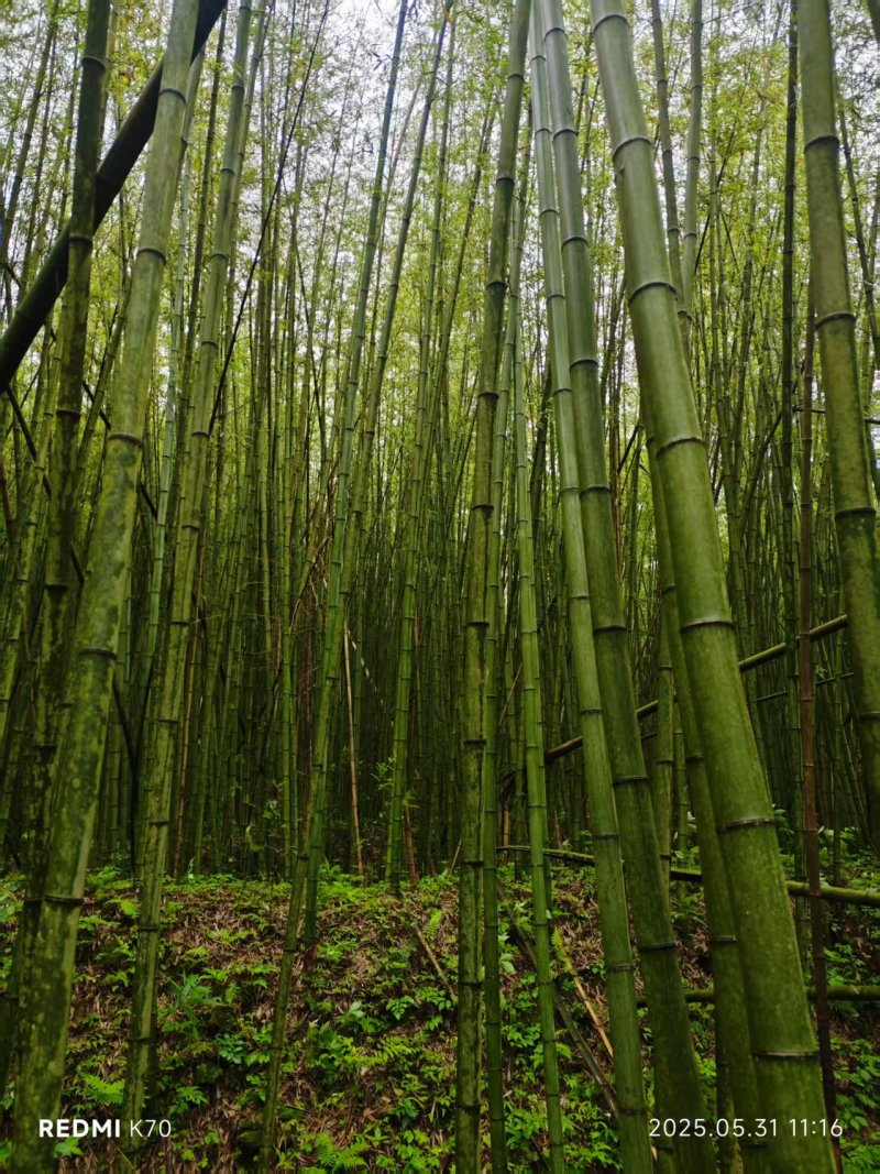 竹子竹竿，货量充足，品质优良，价格实惠，欢迎咨询