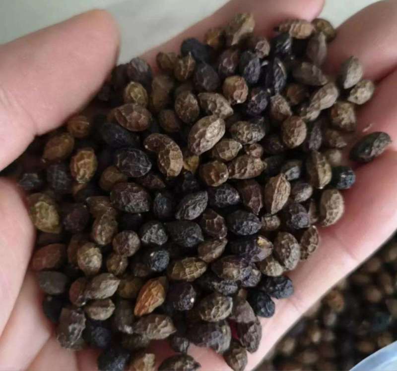 药材苦木种子四季播种中药材种籽籽苦木种子药材树种子