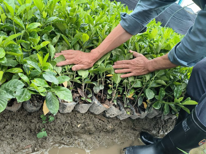 大叶栀子花大杯高度40cm，基地有量，欢迎来一亩田订购。