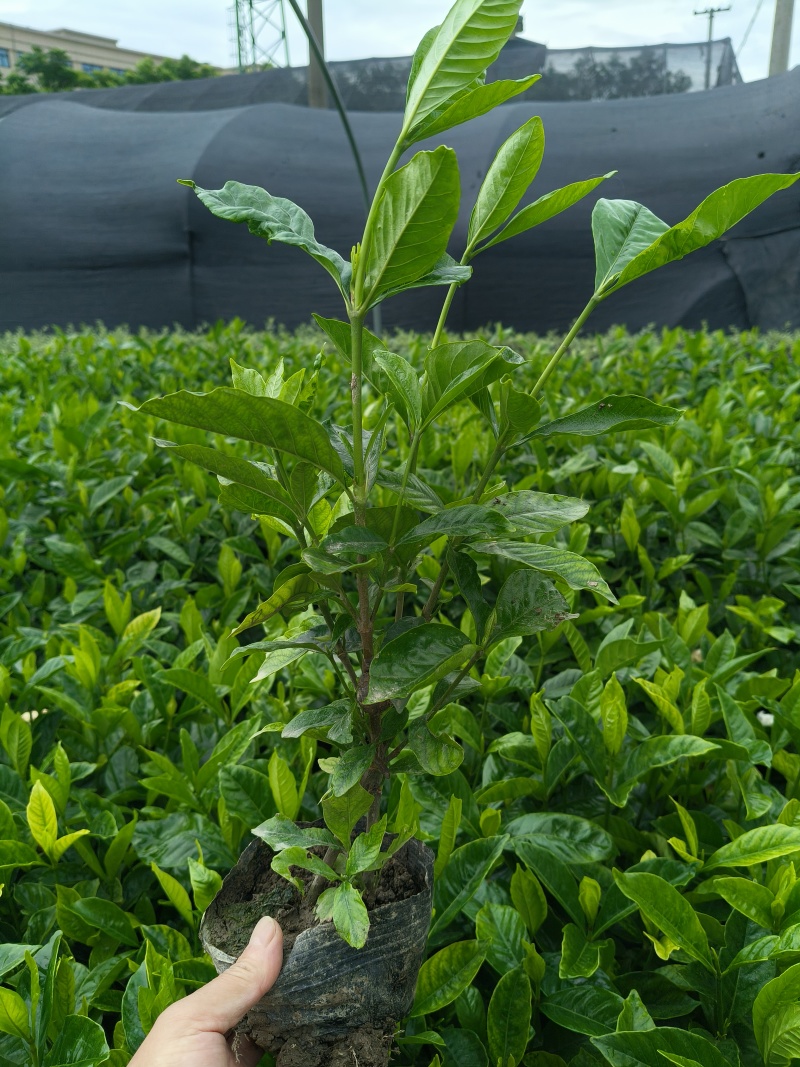 大叶栀子花大杯高度40cm，基地有量，欢迎来一亩田订购。