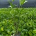 大叶栀子花大杯高度40cm，基地有量，欢迎来一亩田订购。