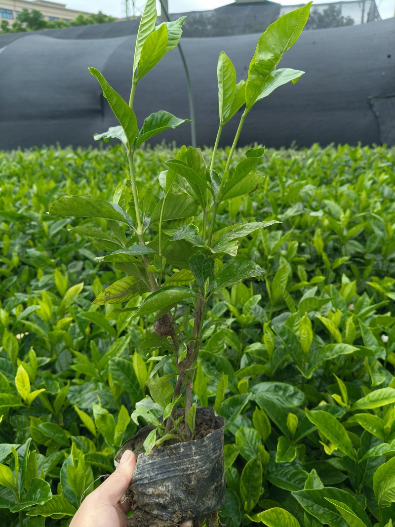 大叶栀子花大杯高度40cm，基地有量，欢迎来一亩田订购。