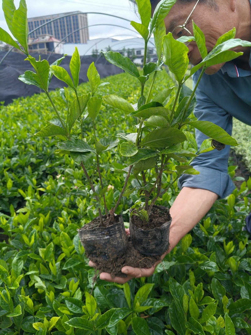 大叶栀子花大杯高度40cm，基地有量，欢迎来一亩田订购。