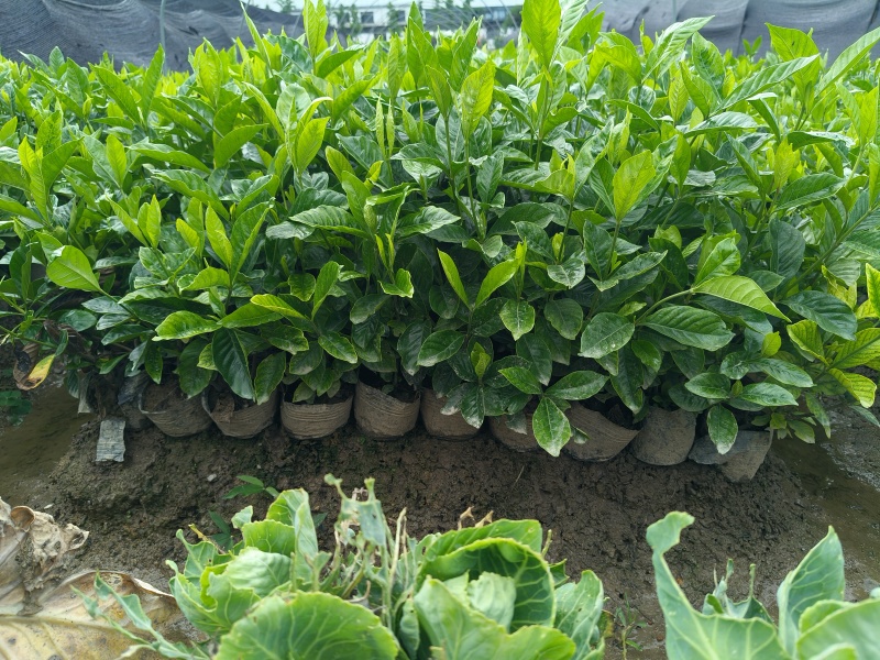 大叶栀子花大杯高度40cm，基地有量，欢迎来一亩田订购。