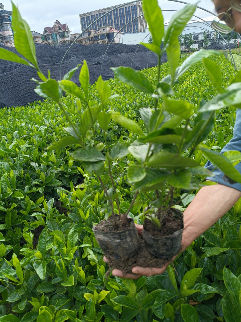 大叶栀子花大杯高度40cm，基地有量，欢迎来一亩田订购。