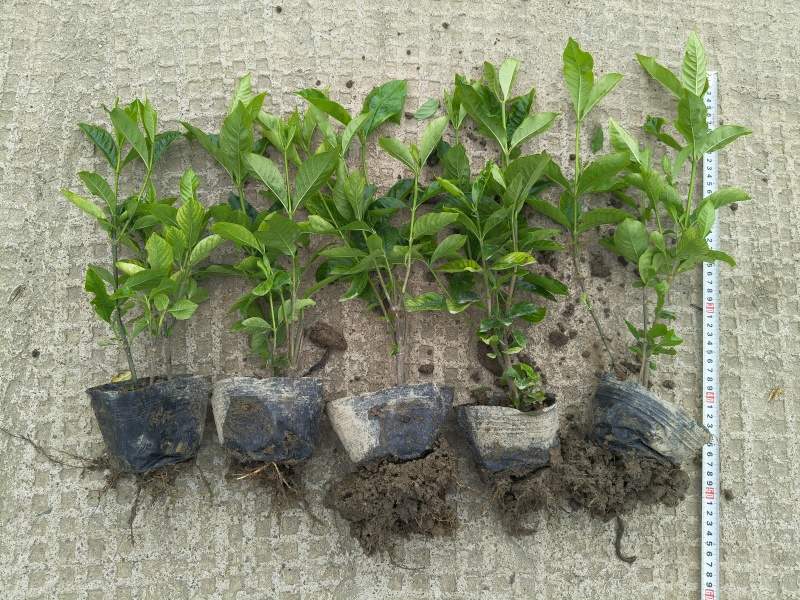 大叶栀子花大杯高度40cm，基地有量，欢迎来一亩田订购。