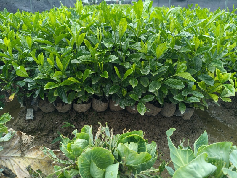 大叶栀子花大杯高度40cm，基地有量，欢迎来一亩田订购。
