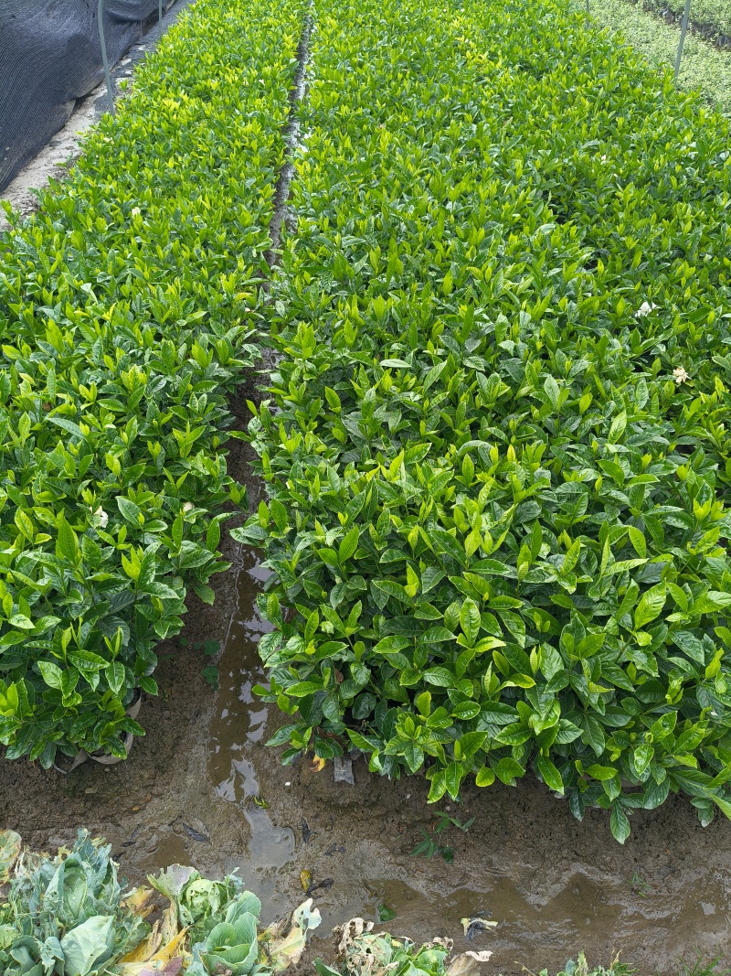大叶栀子花大杯高度40cm，基地有量，欢迎来一亩田订购。