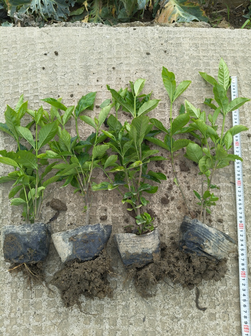 大叶栀子花大杯高度40cm，基地有量，欢迎来一亩田订购。
