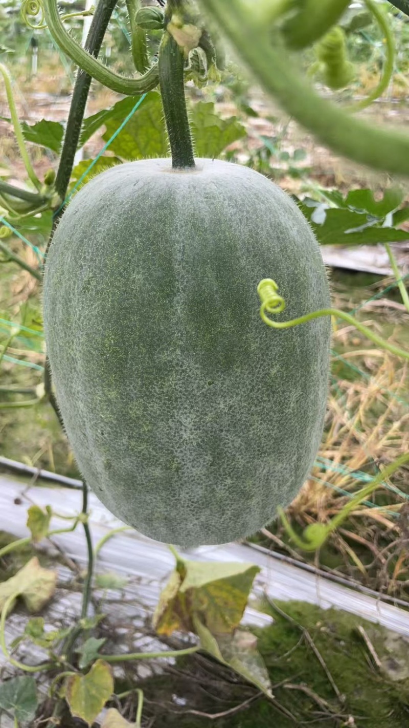 精品吊冬瓜产地直销，货源充足