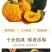 湖北南瓜，贝贝南瓜大量上市，对接全国市场，欢迎咨询