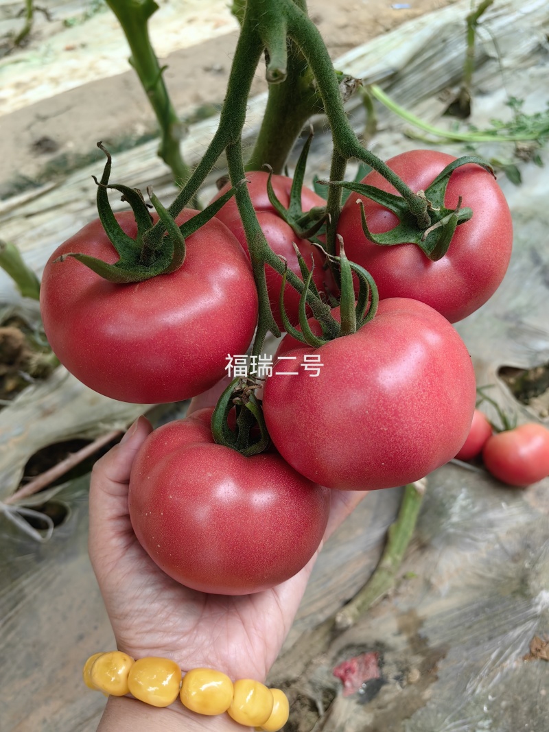 西红柿种子大果硬粉春丽骄阳冬悦哈雷早春越夏秋延越冬四季可种植