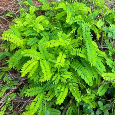 野生鸡骨草种子草药甜细叶鸡骨草藤黄头草大黄草根甘香藤植物