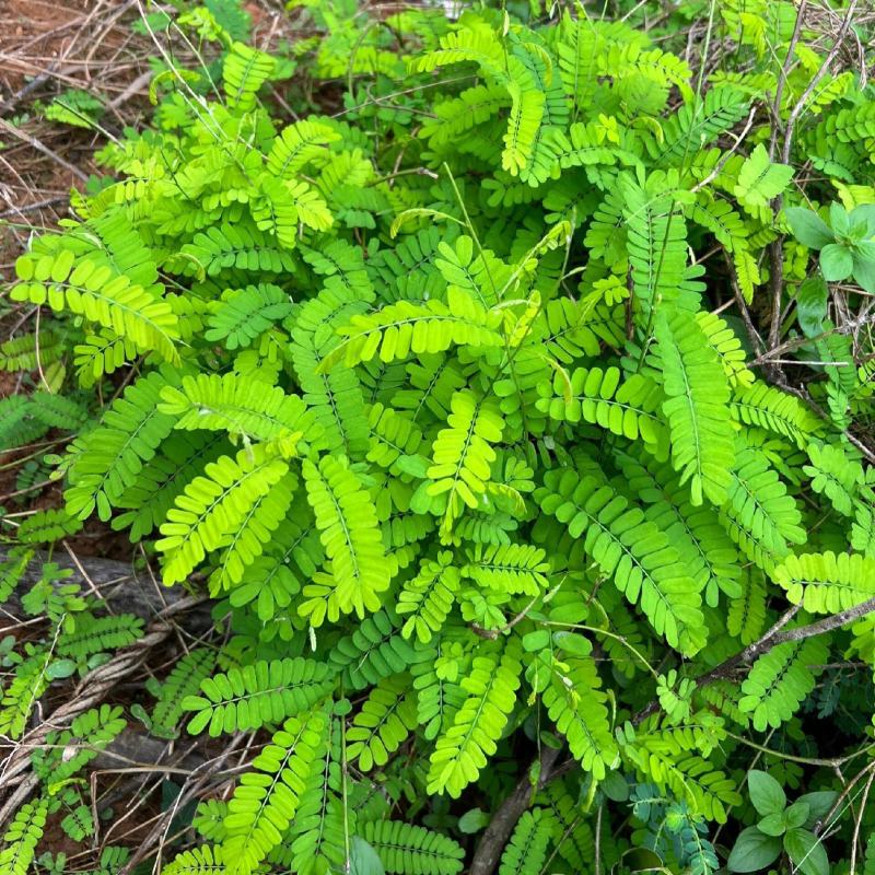 野生鸡骨草种子草药甜细叶鸡骨草藤黄头草大黄草根甘香藤植物