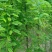 野生鸡骨草种子草药甜细叶鸡骨草藤黄头草大黄草根甘香藤植物