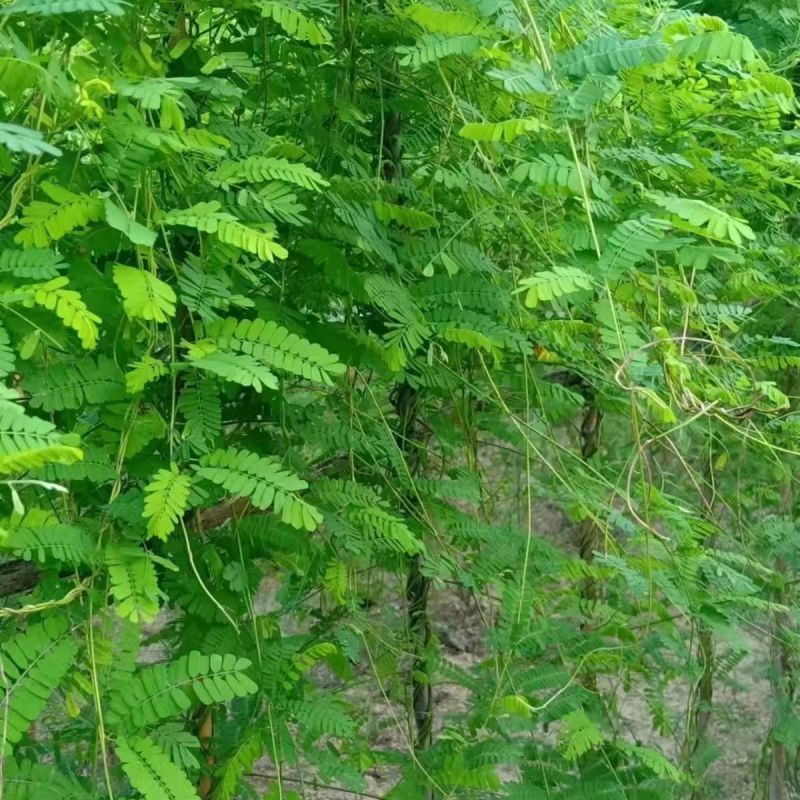 野生鸡骨草种子草药甜细叶鸡骨草藤黄头草大黄草根甘香藤植物