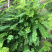 野生鸡骨草种子草药甜细叶鸡骨草藤黄头草大黄草根甘香藤植物