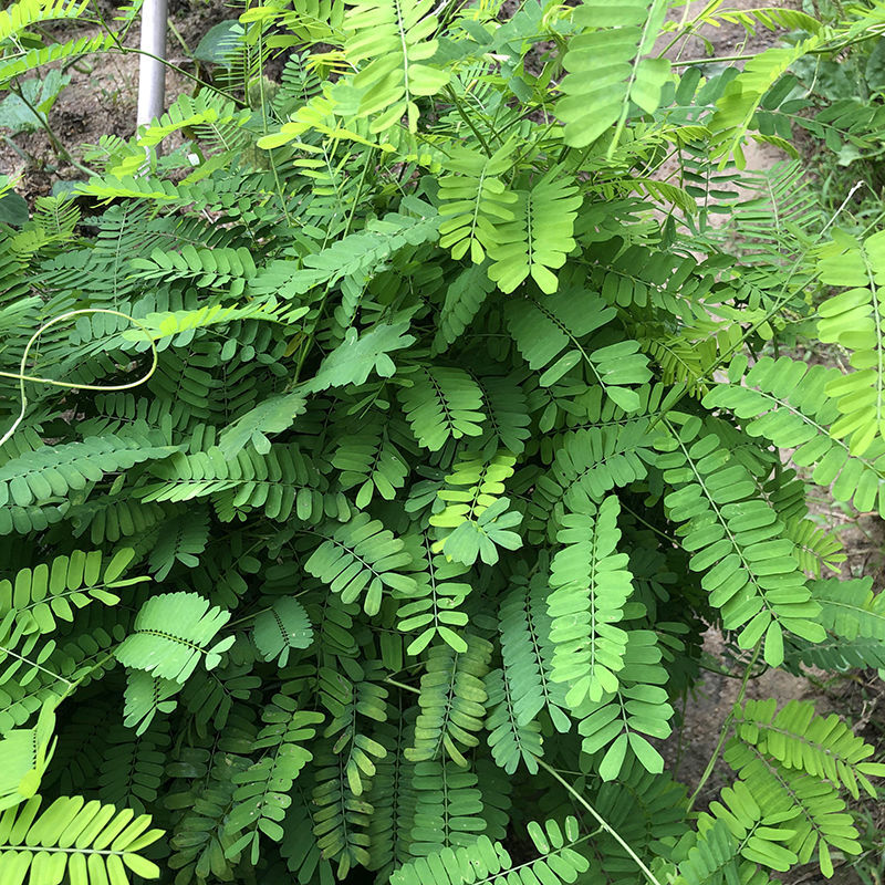 野生鸡骨草种子草药甜细叶鸡骨草藤黄头草大黄草根甘香藤植物