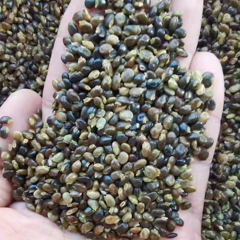 野生鸡骨草种子草药甜细叶鸡骨草藤黄头草大黄草根甘香藤植物