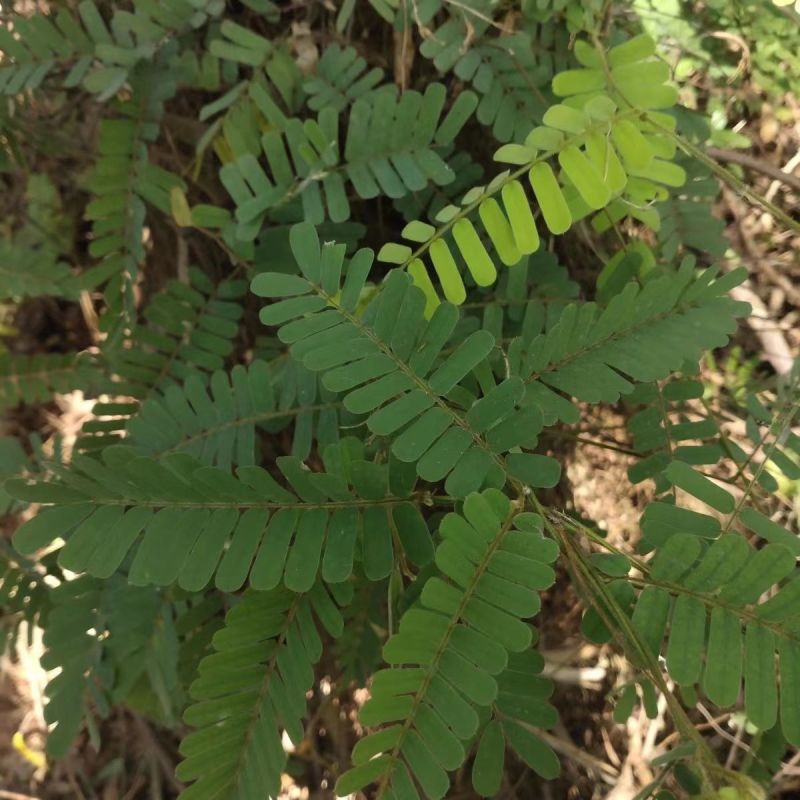 野生鸡骨草种子草药甜细叶鸡骨草藤黄头草大黄草根甘香藤植物