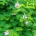 野生鸡骨草种子草药甜细叶鸡骨草藤黄头草大黄草根甘香藤植物