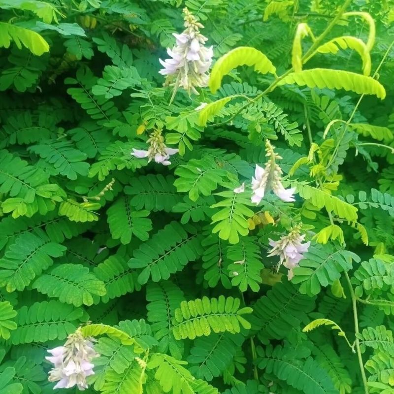 野生鸡骨草种子草药甜细叶鸡骨草藤黄头草大黄草根甘香藤植物
