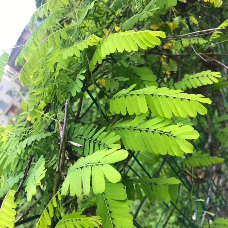 野生鸡骨草种子草药甜细叶鸡骨草藤黄头草大黄草根甘香藤植物