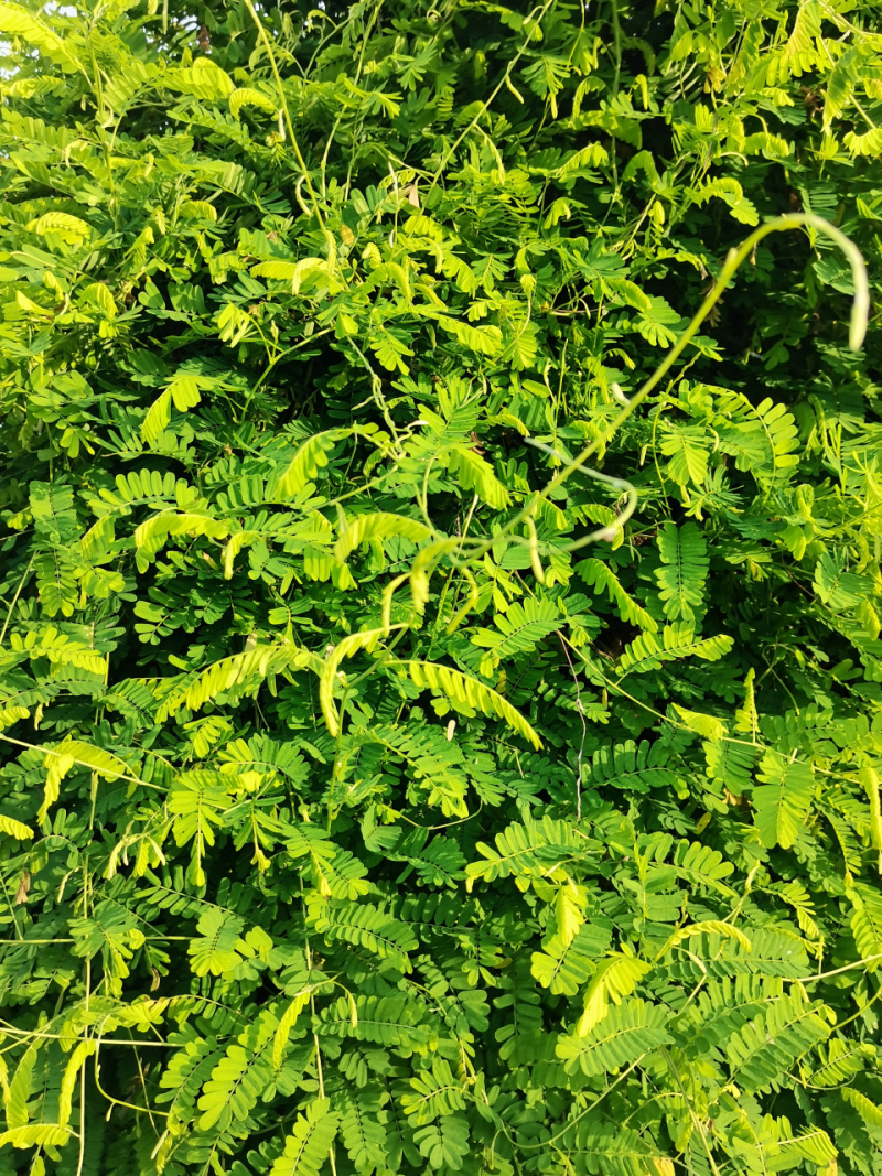 野生鸡骨草种子草药甜细叶鸡骨草藤黄头草大黄草根甘香藤植物