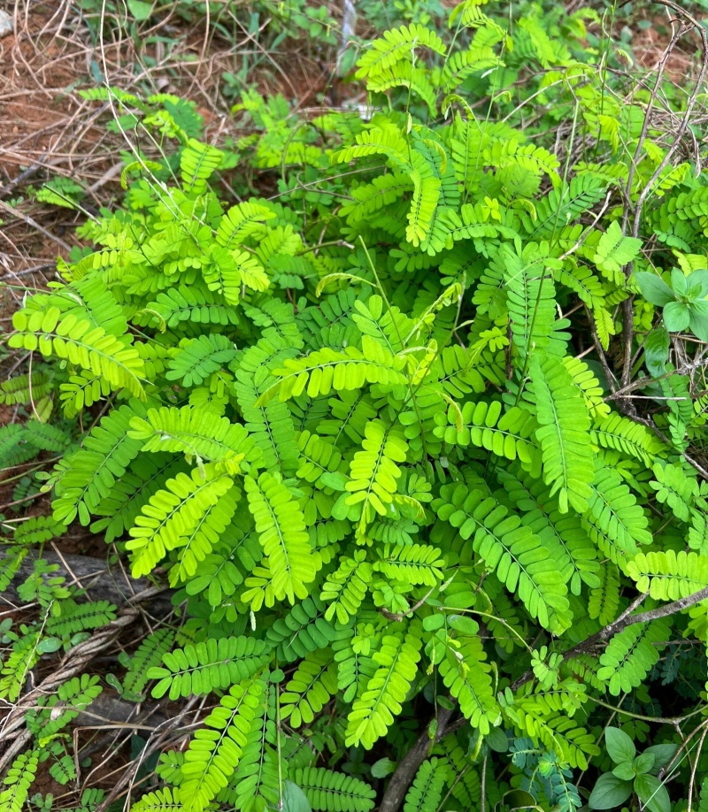 野生鸡骨草种子草药甜细叶鸡骨草藤黄头草大黄草根甘香藤植物
