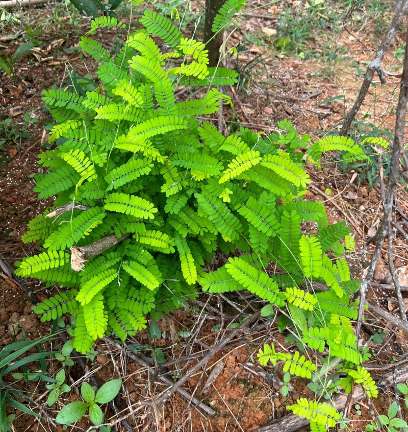 野生鸡骨草种子草药甜细叶鸡骨草藤黄头草大黄草根甘香藤植物
