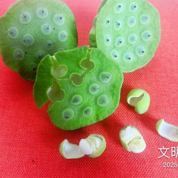 2025年，鲜嫩爽口的水果莲，夏季必吃水果