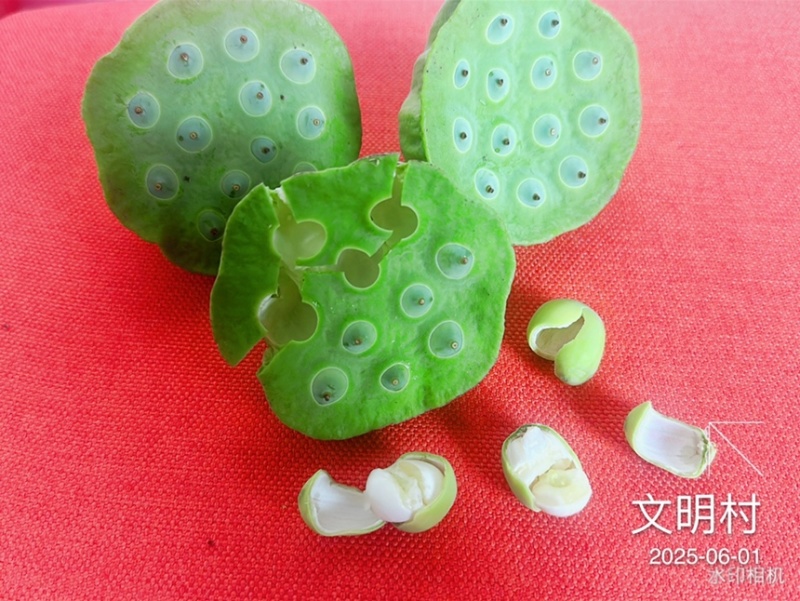 2025年，鲜嫩爽口的水果莲，夏季必吃水果