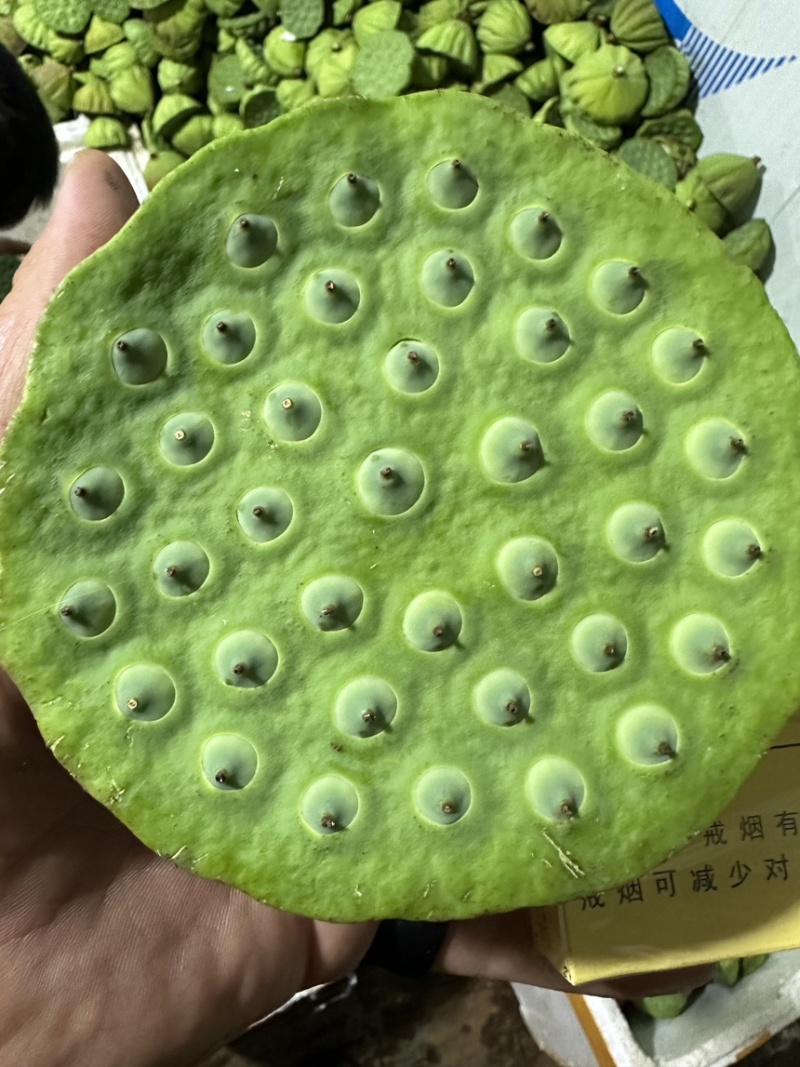 2025年，鲜嫩爽口的水果莲，夏季必吃水果