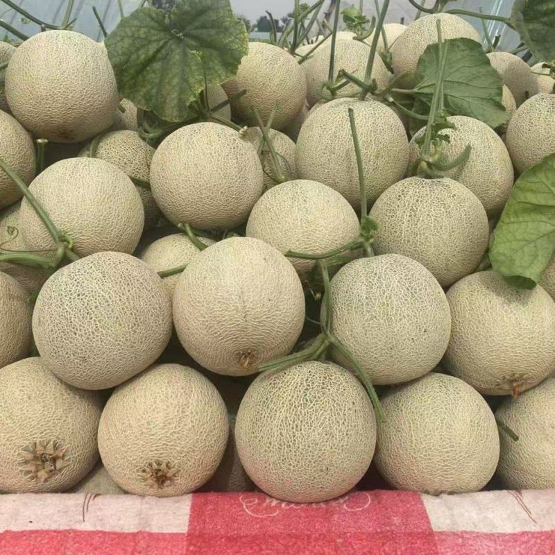 山东莘县鲁厚甜高端网纹瓜大量现货天天供应商超对接