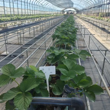 越王草莓苗大量上市中穴盘育苗成品率高支持视频看货