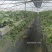 越王草莓苗大量上市中穴盘育苗成品率高支持视频看货